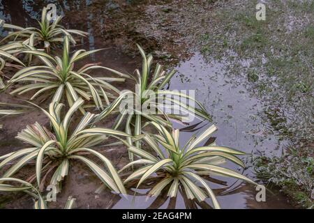 La pianta del ragno del comosum verde chlorophytum è allagata dopo le piogge pesanti ed i loro riflessi possono essere visti nell'acqua. Messa a fuoco selettiva. Foto Stock