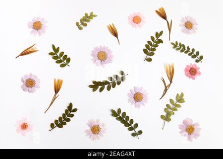 Fiori secchi naturali modello su pankground bianco Foto Stock