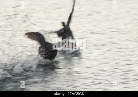 Il coot eurasiatico Fulica atra insegue ad un altro. Sfocatura dell'immagine per suggerire il movimento. Laguna di El Fraile. Arona. Tenerife. Isole Canarie. Spagna. Foto Stock