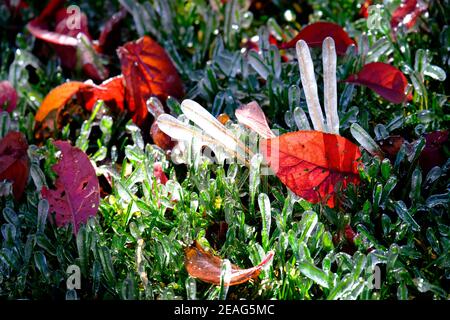 Foglie di caduta rosse sul terreno con erba verde congelata con iciclette e cristalli Foto Stock