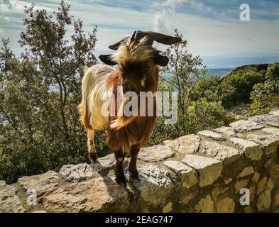 Primo piano di un singolo Billy Goat sulla Sainte-Victoire montagna nel sud della Francia Foto Stock