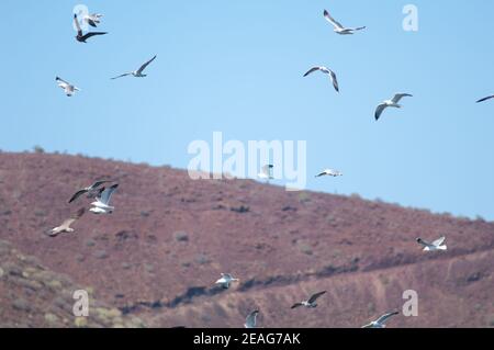 Gabbiani dell'Atlantico Larus michahellis atlantis in volo. El Fraile. Arona. Tenerife. Isole Canarie. Spagna. Foto Stock