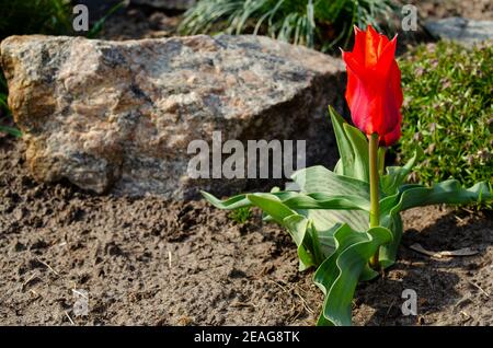 Un fiore rosso brillante di tulipano è un fiore di passione. Il tulipano rosso simboleggia un amore forte, disinteressato, vero. Fiore in giardino a terra su pietra backgroun Foto Stock