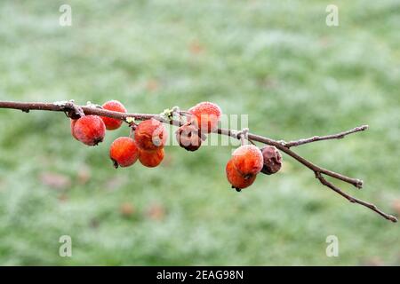 Mazzetto di piccole mele di granchio rosso ricoperto di gelo di rombo Foto Stock