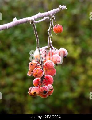 Mazzetto di piccole mele di granchio rosso ricoperto di gelo di rombo Foto Stock