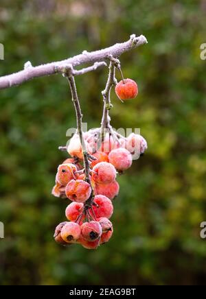 Mazzetto di piccole mele di granchio rosso ricoperto di gelo di rombo Foto Stock