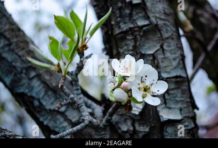Albero di mela fiorente con gocce di pioggia. Fresco sfondo primavera sulla natura Outdoors.Soft fuoco immagine di fiori in fiore in primavera. Molla agro concep Foto Stock
