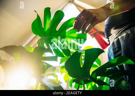 Bottom view man spraying monstera house plant at home. Sunbeams through the window, water drops on the leaves. Home gardening and slow living practice Foto Stock