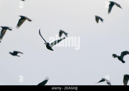 Un gregge di corvi vola in un cielo blu drammatico Foto Stock