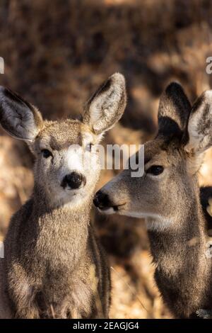 Piccola mandria di cervi muli nella Pike National Forest Foto Stock