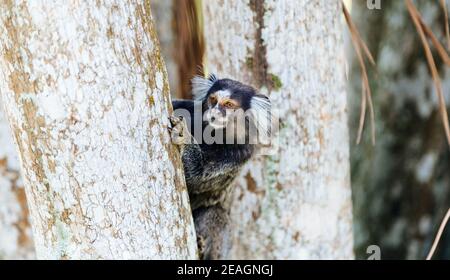 Scimmia brasiliana titi Callithrix jacchus nel Giardino Botanico di Rio de Janeiro, Brasile. Foto Stock