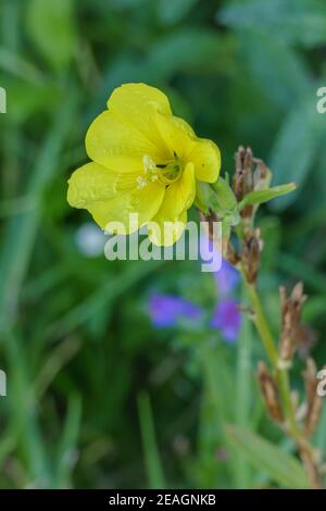 Serata primula rossa Oenotera glazioviana con gocce di pioggia all'aperto Foto Stock