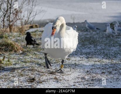 Una donna mute swan (penna) che cammina in avanti mostrando aggressione. Foto Stock