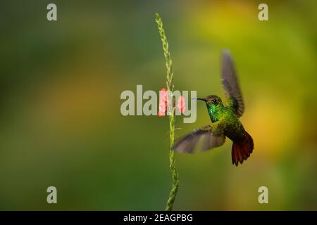 Colibrì dalla coda rufosa - Amazilia tzacatl colibrì di medie dimensioni, dal Messico, Colombia, Venezuela e Ecuador al Perù. Uccello verde e rufous sopra Foto Stock