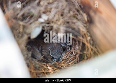 Carolina Wren (Thryothorus Ludovicianus) pulcini del bambino in nido d'uccello. Serie di giorni consecutivi che mostrano la crescita, quadro 12 di 12 Foto Stock