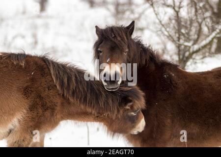 Pony Exmoor, cavalli selvaggi alla ricerca di cibo in un paesaggio innevato. Pony Exmoor nella steppa invernale vicino Milovice. Foto Stock