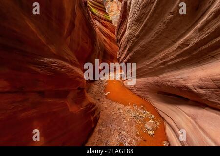 Acqua in piedi da una recente alluvione nel bellissimo e stretto canyon di slot noto come Red Canyon, noto anche come Peek-a-Boo Canyon, vicino a Kanab, Utah, Stati Uniti Foto Stock