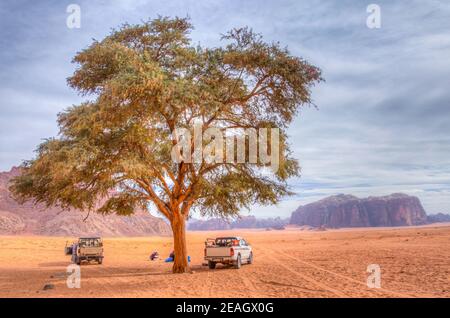 Un albero solitario vicino alla sorgente di Lawrence a Wadi Rum, Giordania Foto Stock