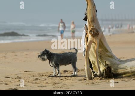 Cane animale domestico, bella miniatura Schnauzer in piedi sulla spiaggia, Umhlanga Rocks Waterfront, Durban, Sudafrica, simpatico animale, compagno canino Foto Stock