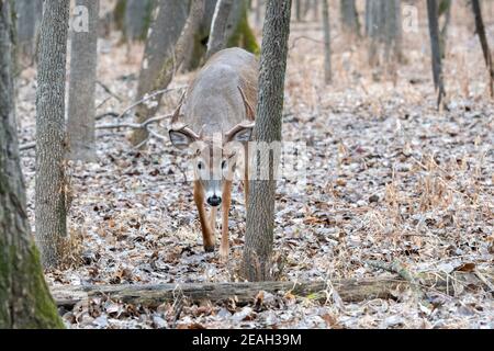 Buck di cervo dalla coda bianca (Odocoileus virginianus), stagione di caccia, fine autunno, e N. America, di Dominique Braud/Dembinsky Photo Assoc Foto Stock