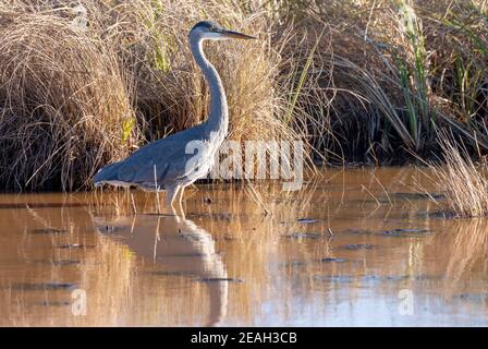 Grande airone blu (Ardea herodias) che si staglia intorno al bordo dello stagno, fine autunno, e USA, di Dominique Braud/Dembinsky Photo Assoc Foto Stock