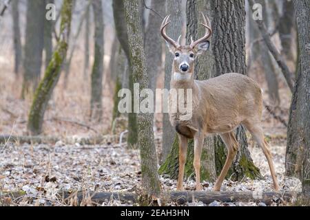 Buck di cervo dalla coda bianca (Odocoileus virginianus), stagione di caccia, fine autunno, e N. America, di Dominique Braud/Dembinsky Photo Assoc Foto Stock