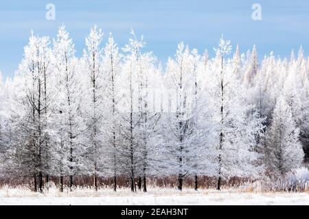 Rime Frost Landscape, Minnesota del Nord, USA, di Dominique Braud/Dembinsky Photo Assoc Foto Stock