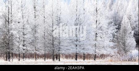 Rime Frost Landscape, Minnesota del Nord, USA, di Dominique Braud/Dembinsky Photo Assoc Foto Stock