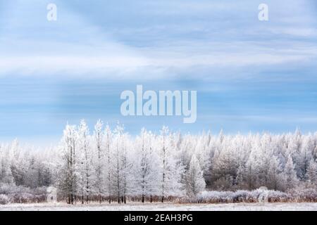 Rime Frost Landscape, Minnesota del Nord, USA, di Dominique Braud/Dembinsky Photo Assoc Foto Stock