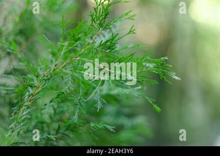 Primo piano di un ginepro verde Foto Stock