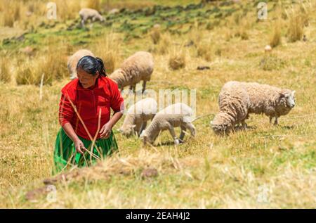 Indigena Quechua peruviana con una mandria di pecore sul suo campo agricolo nella Valle Sacra degli Inca, Cusco, Perù. Foto Stock