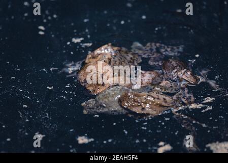 Grandi rane nell'acqua di un lago Foto Stock