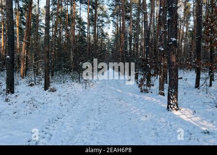 Percorso forestale invernale. La foto è stata scattata nella foresta durante l'ora d'oro - il sole era già molto basso all'orizzonte. Foto Stock