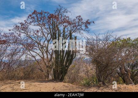 Cactus al sito archeologico di Monte Albán, antica capitale di Zapotec e sito patrimonio dell'umanità dell'UNESCO, su una catena montuosa vicino a Oaxaca City, Messico. Foto Stock