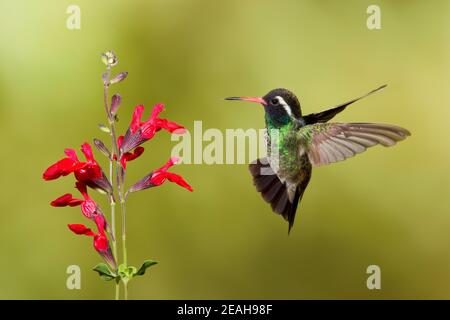 Maschio di colibrì di colore bianco, Basilinna leucotis, che mangia al salvia greggii d'autunno. Foto Stock