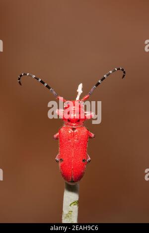 Lungweed Longhorn Beetle, Tetraopes femoratus, Cerambycidae. Alimentazione su alghe del latte. Foto Stock