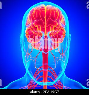 Anatomia cerebrale umana per l'illustrazione 3D del concetto medico Foto Stock