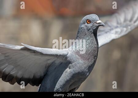 Movimento scena di Pigeon Rock volare in aria isolato In background Foto Stock