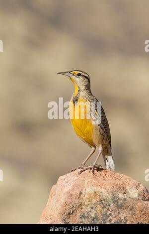 Lilian's Eastern Meadowlark maschio, Sturnella magna lilianae, arroccato sulla roccia. Foto Stock