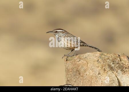 Cactus Wren, Campylorhynchus brunneicapillus, arroccato sulla roccia. Foto Stock