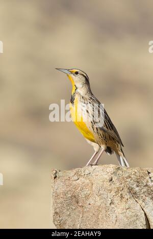 Lilian's Eastern Meadowlark maschio, Sturnella magna lilianae, arroccato sulla roccia. Foto Stock