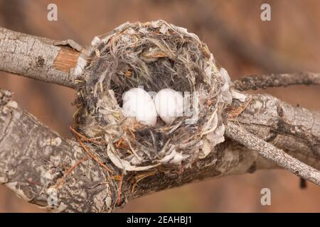 Costa's Hummingbird Nido n°2, Calypte Costae, con due uova. Foto Stock