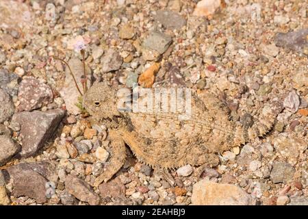 Regal Horned Lizard, Phrynosoma solare, sulla sabbia. Foto Stock