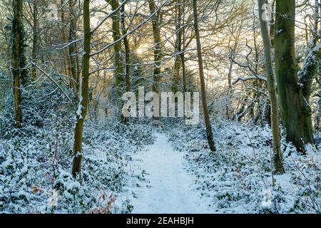 Mattina luce del sole in un bosco nella neve. Vicino a Chipping Norton, Cotswolds, Oxfordshire, Inghilterra Foto Stock