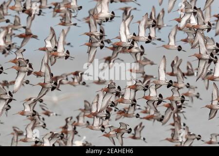 Godwits dalla coda nera (Limosa limosa), adulti in piumaggio riproduttivo, sorvolando il fanghflat maremale, Riserva Naturale mai po, NT, Hong Kong 18 aprile 2019 Foto Stock