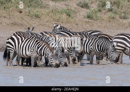 Un gregge di zebre pianeggianti (Equus quagga) che beve al lago di Hidden Valley, Ndutu, Ngorongoro Conservation Area, Serengeti, Tanzania. Foto Stock