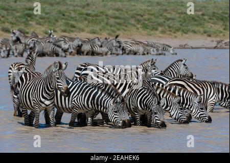Un gregge di zebre pianeggianti (Equus quagga) che beve al lago di Hidden Valley, Ndutu, Ngorongoro Conservation Area, Serengeti, Tanzania. Foto Stock