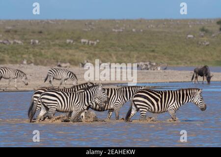 Zebre pianeggianti (Equus quagga), Ndutu, Area di conservazione di Ngorongoro, Serengeti, Tanzania. Foto Stock