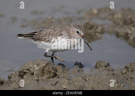 Dunlin (Calidris alpina), adulto in piumaggio non riproduttore, Riserva Naturale mai po, Hong Kong 19 novembre 2014 Foto Stock