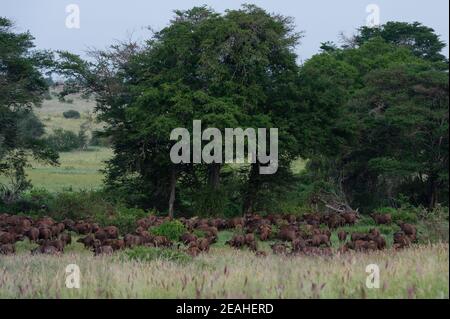 Bufali africani, caffer Syncerus, Tsavo, Kenya. Foto Stock